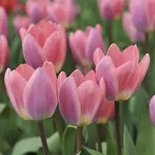 Tulipan rosa